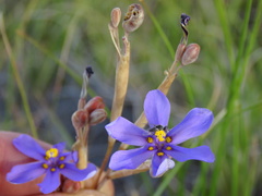 Moraea crispa