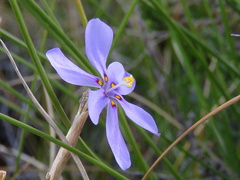 Moraea crispa