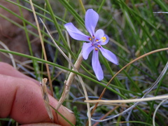 Moraea crispa