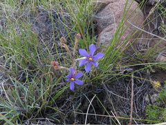 Moraea crispa