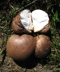 Calvatia fragilis