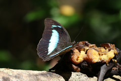 Archaeoprepona demophon centralis
