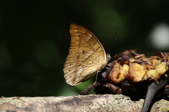 Archaeoprepona demophon centralis