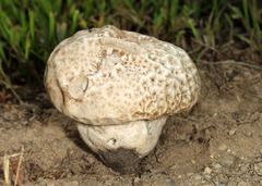 Calvatia rugosa