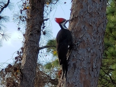 Dryocopus pileatus image