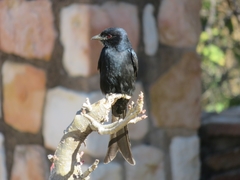 Dicrurus adsimilis fugax