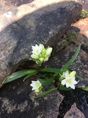 Ornithogalum diphyllum