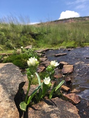 Ornithogalum diphyllum