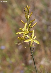 Asphodeline liburnica