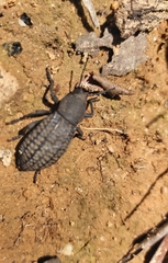Talaurinus