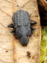 Polypleurus perforatus