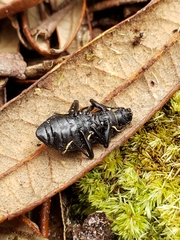 Polypleurus perforatus