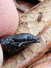 Polypleurus perforatus