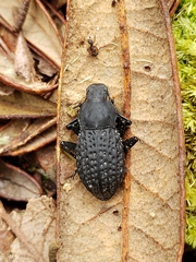 Polypleurus perforatus