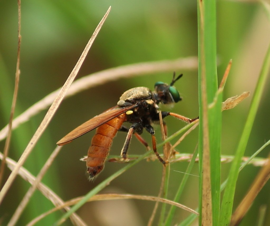 Gold-backed Lampria