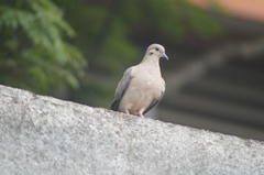 Zenaida auriculata