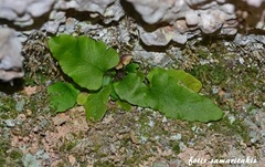 Asplenium scolopendrium antri-jovis
