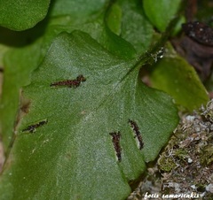 Asplenium scolopendrium antri-jovis