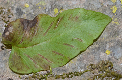 Asplenium scolopendrium antri-jovis