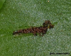 Asplenium scolopendrium antri-jovis