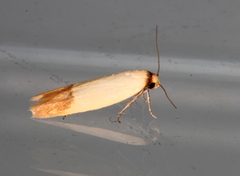 Tachystola stenoptera