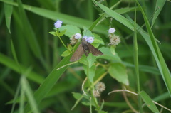 Spicauda simplicius