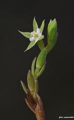 Lysimachia linum-stellatum