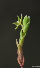 Lysimachia linum-stellatum