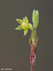 Lysimachia linum-stellatum