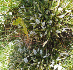 Astragalus angustifolius