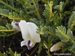 Astragalus angustifolius