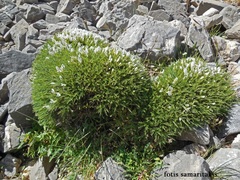 Astragalus angustifolius
