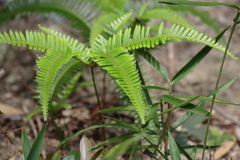 Dicranopteris linearis