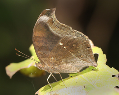 Junonia iphita iphita