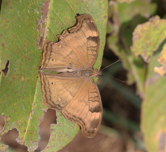 Junonia iphita iphita