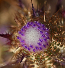 Atractylis cancellata