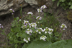Cardamine raphanifolia acris