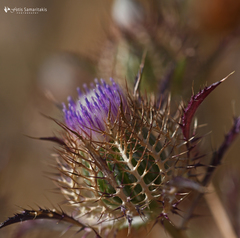 Atractylis cancellata