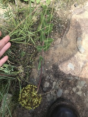 Asclepias macropus