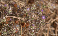 Atractylis cancellata