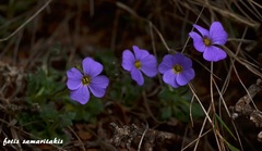 Aubrieta deltoidea