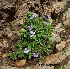 Aubrieta deltoidea