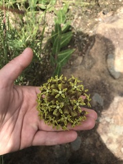 Asclepias macropus