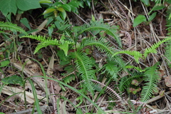 Dicranopteris linearis