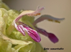 Pseudodictamnus acetabulosus