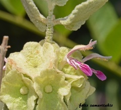 Pseudodictamnus acetabulosus