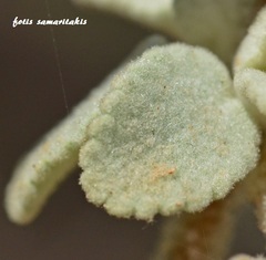 Pseudodictamnus acetabulosus