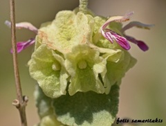 Pseudodictamnus acetabulosus