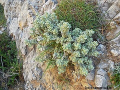 Pseudodictamnus mediterraneus