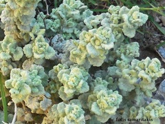 Pseudodictamnus mediterraneus